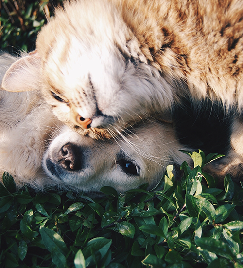 cat-banner