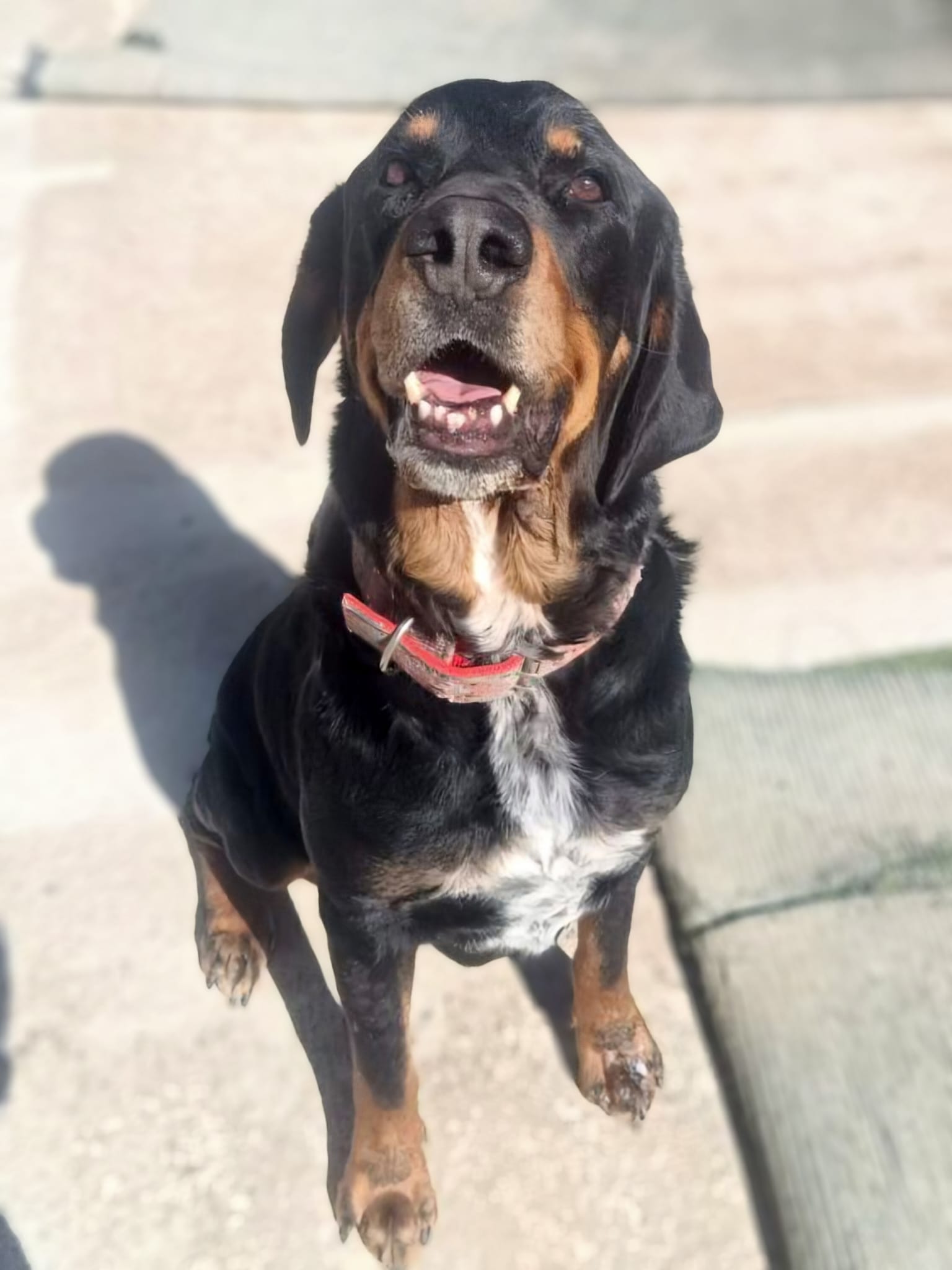 Marley